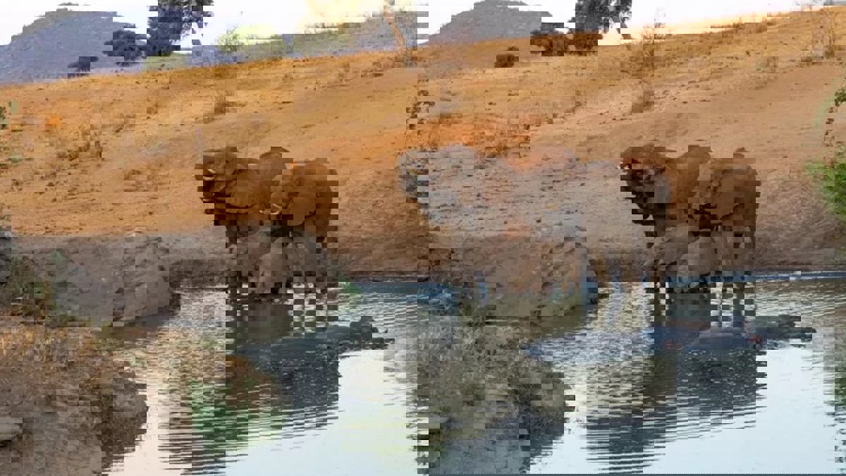 هل أصبحت الفيلة أكثر عدائية بسبب تغيرات المناخ؟