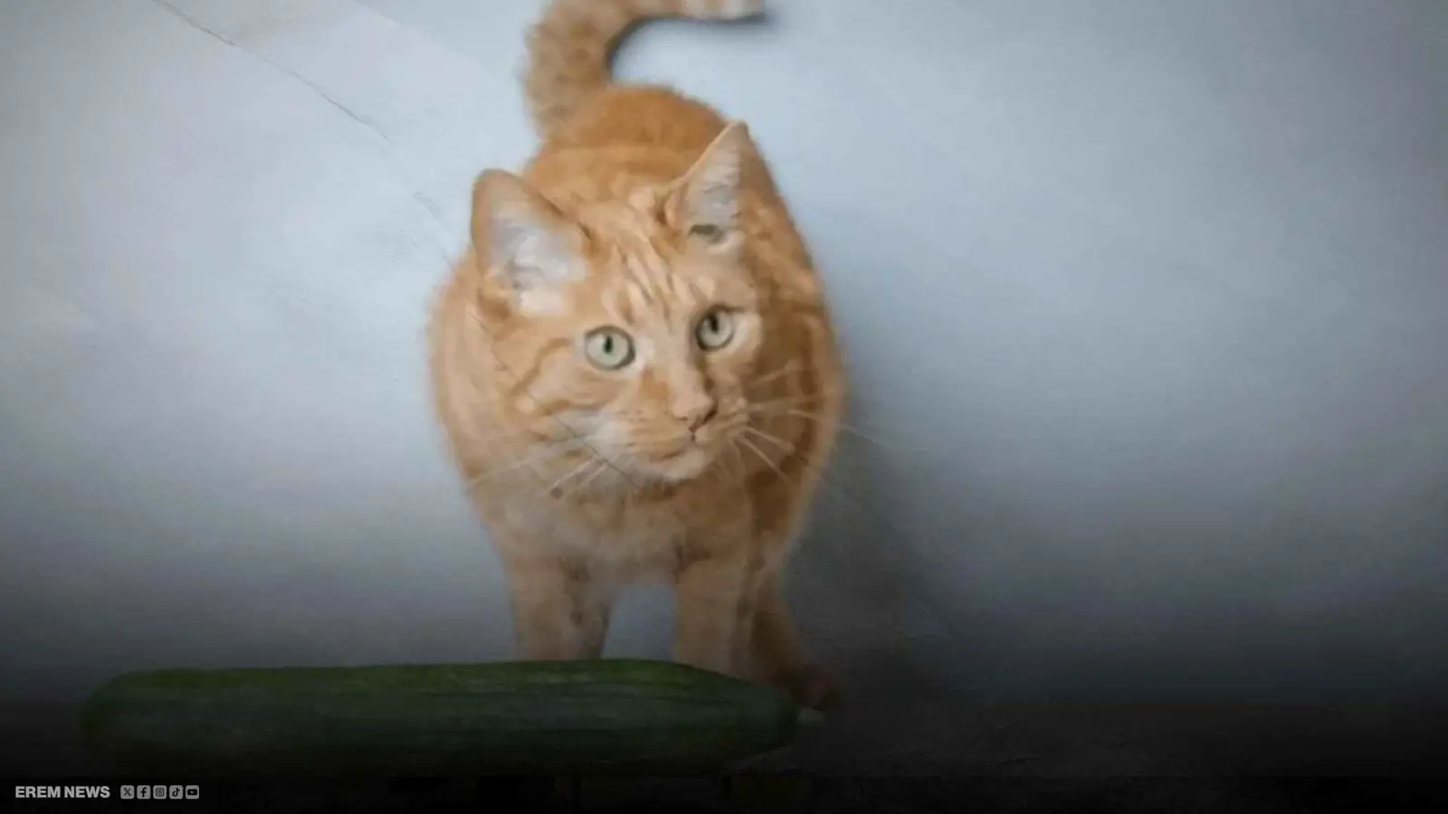 ركلة انقلبت على صاحبها.. امرأة تتدخل لحماية قطة في البرازيل (فيديو إرم)