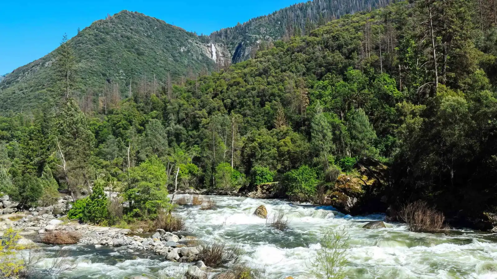 العثور على صياد بعد 3 أسابيع من اختفائه في غابات كاليفورنيا