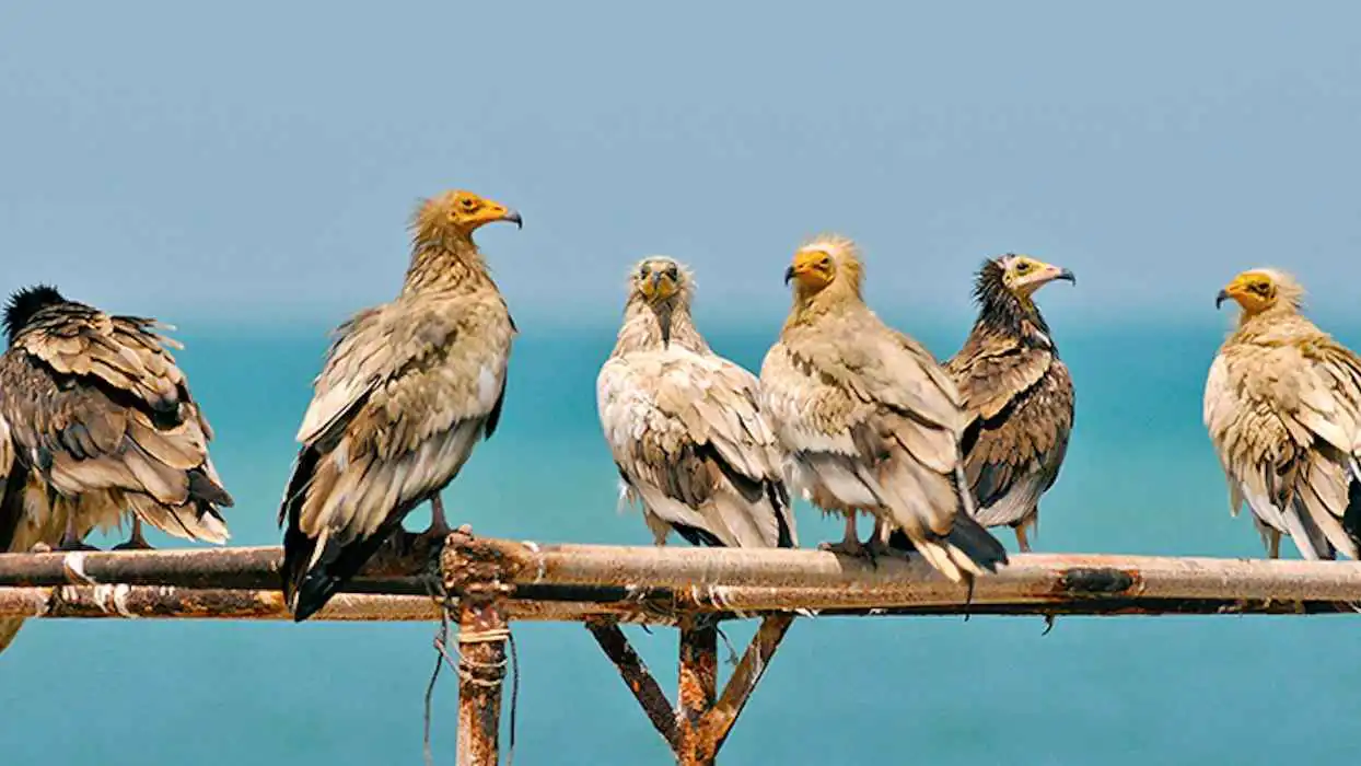 عُمان.. مشهد نادر لأكثر من 300 نسر مصري مهدَّد بالانقراض