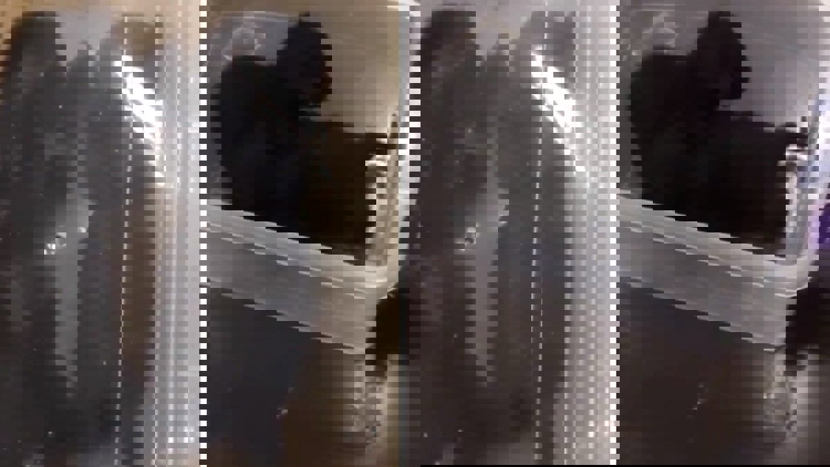 ضبط كويتي قتل قططا بطريقة مروعة ووثق فعلته بالفيديو