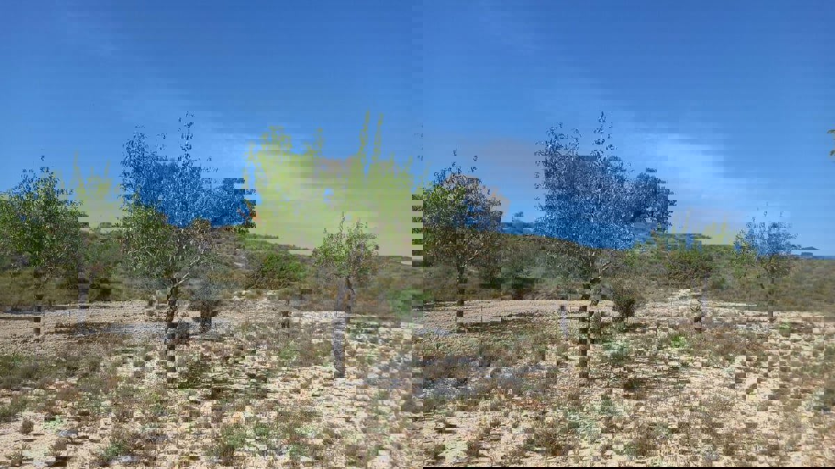 دراسة: زراعة الزعتر بين الأشجار تقلل من الانبعاثات وتزيد الإنتاجية