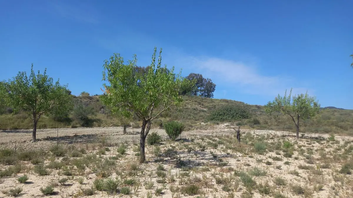 دراسة: زراعة الزعتر بين الأشجار تقلل من الانبعاثات وتزيد الإنتاجية