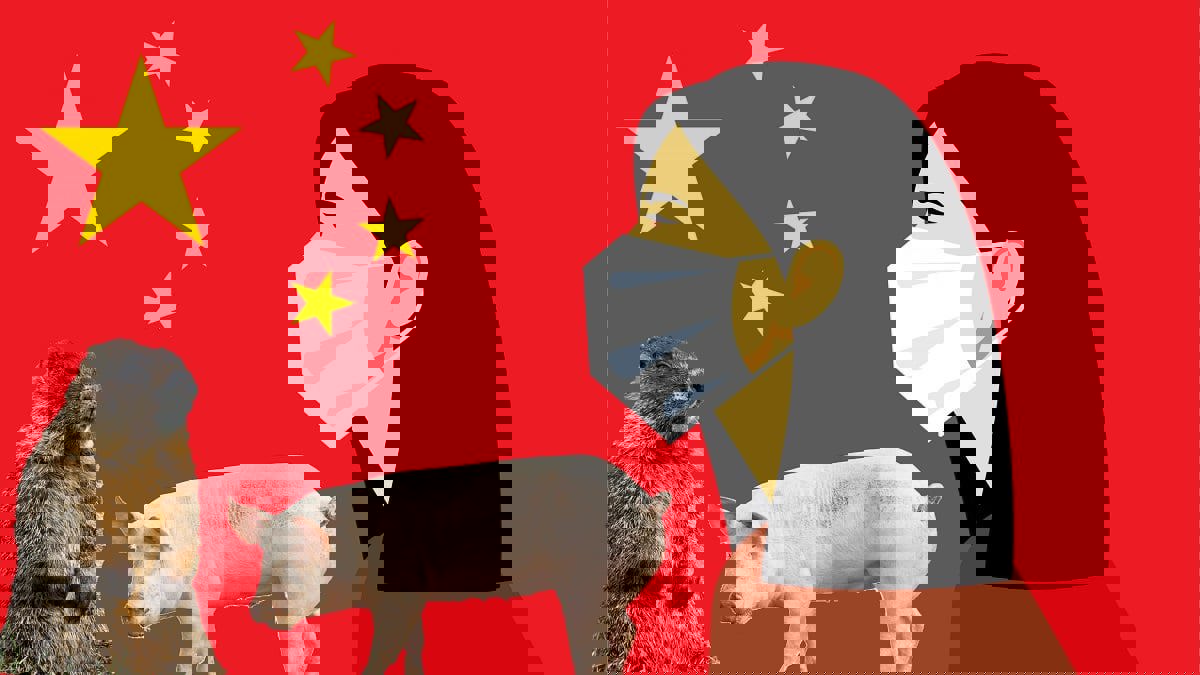 تحذير في الصين من انتشار الطاعون الدبلي بعد أكل شخصين لحم المرموط