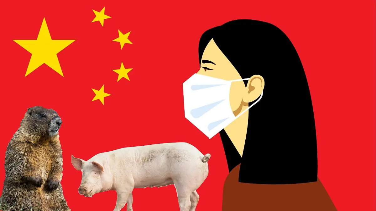 تحذير في الصين من انتشار الطاعون الدبلي بعد أكل شخصين لحم المرموط