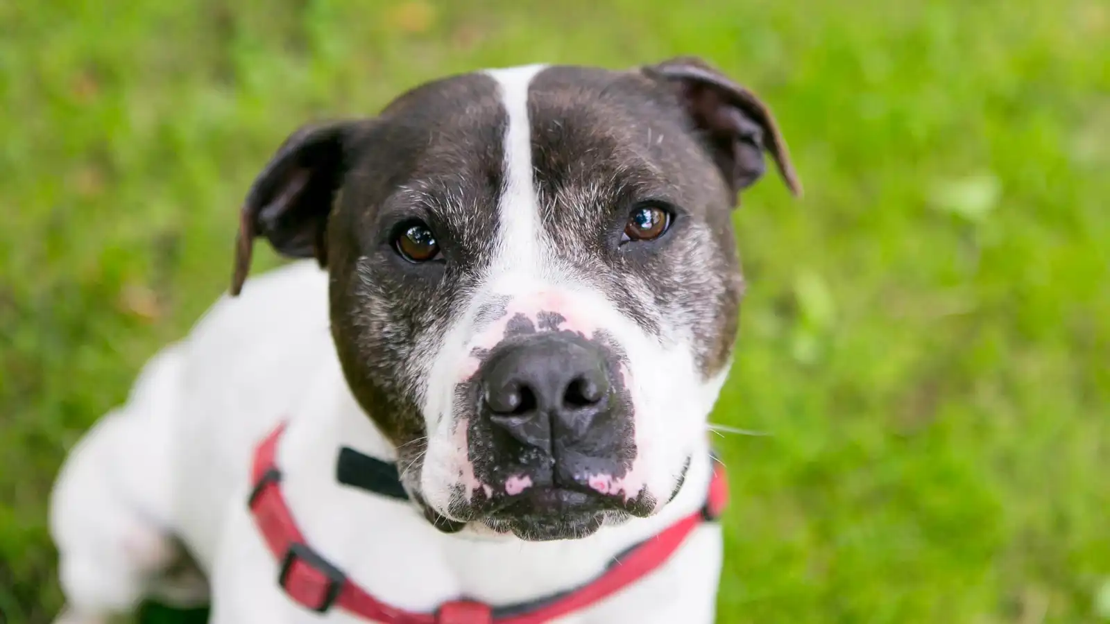 وفاة رضيع إثر هجوم كلب في أمريكا.. كيف حدث؟