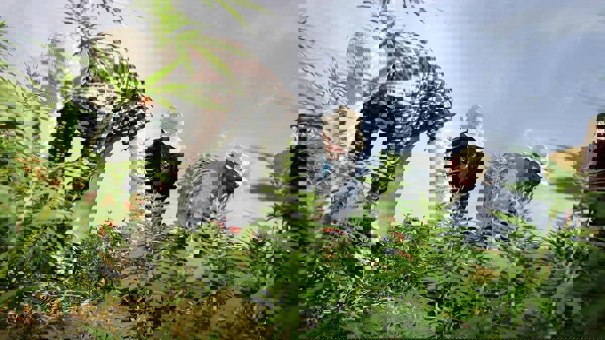 المغرب يمنح رخصًا بمجال تحويل وتصنيع القنب الهندي لأغراض طبية وصناعية