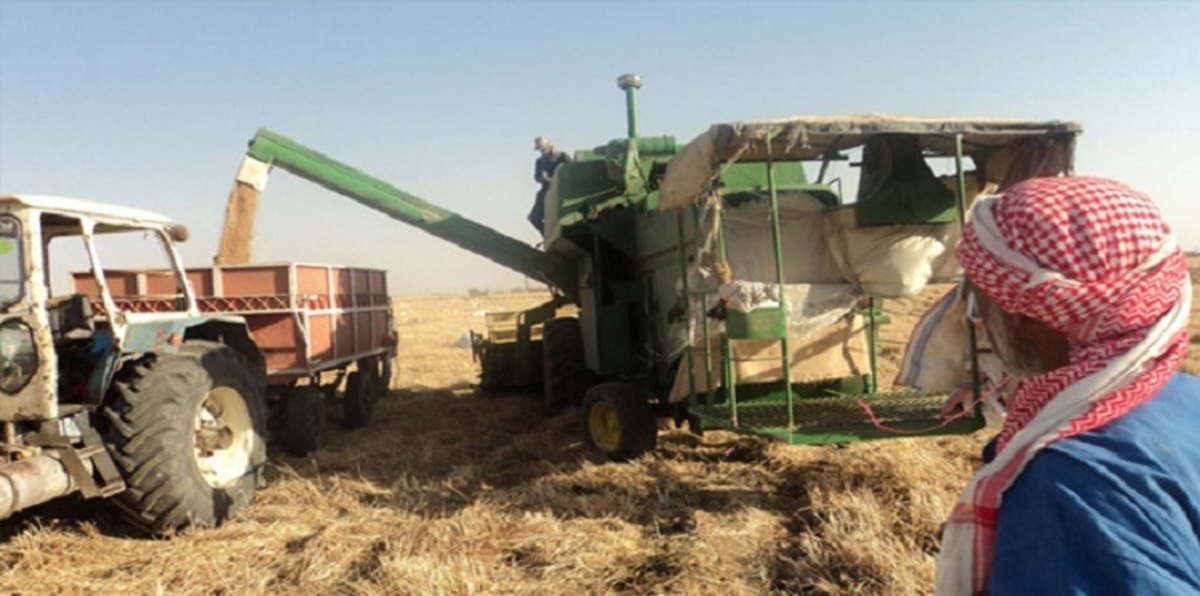 تراجع مساحة حقول القمح في سوريا إلى 2.16 مليون هكتار