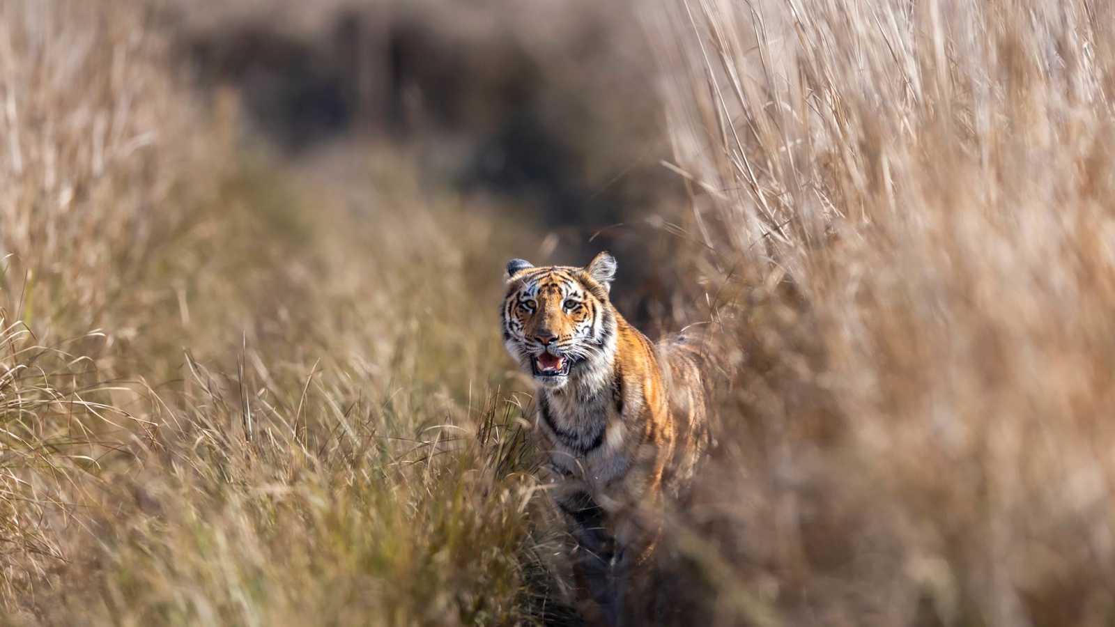 لحظة صيد دراماتيكية.. نمر يقتل غزالا في الهند (فيديو)