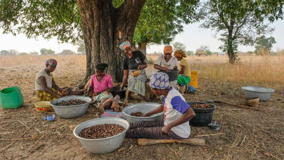 أوغندا مهددة بفقدان "ذهب النساء" بسبب القطع الجائر
