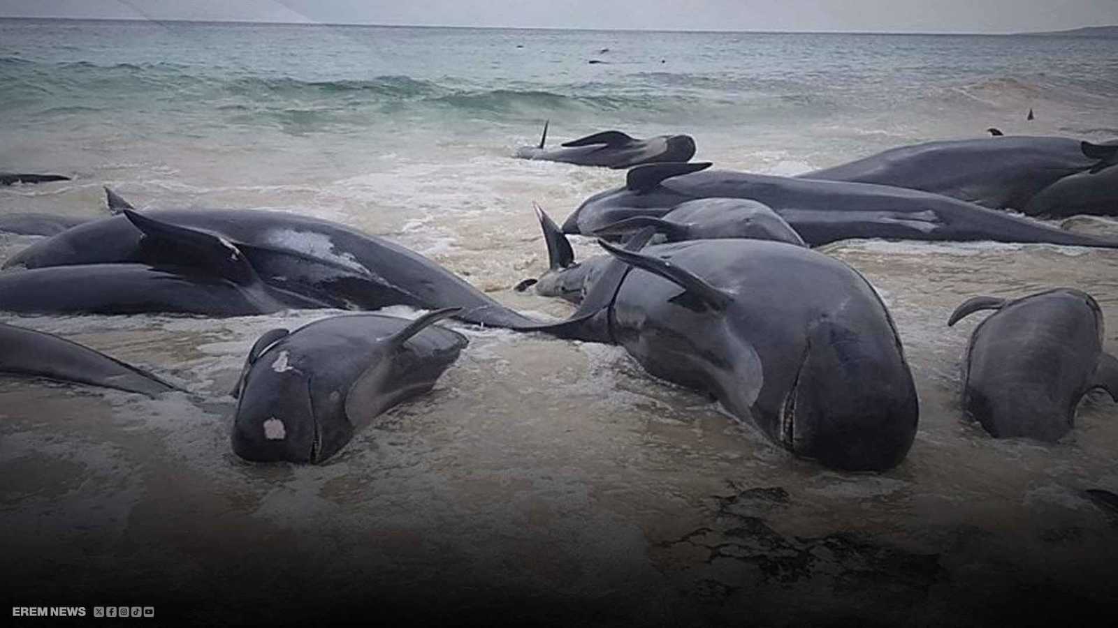 حيتان نافقة على شواطئ اليابان.. ما علاقة تسونامي وزلزال روسيا المدمر؟