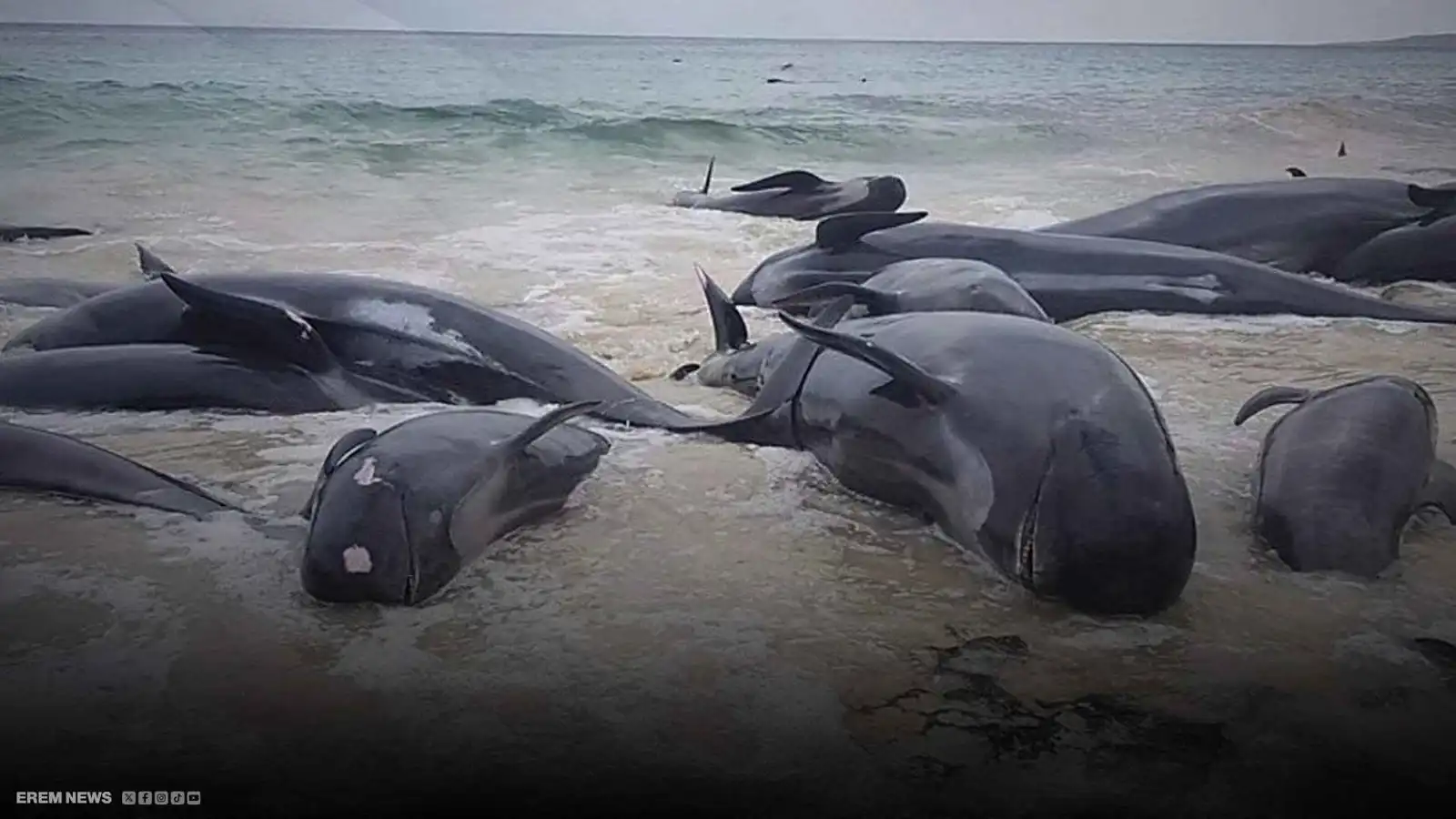 حيتان نافقة على شواطئ اليابان.. ما علاقة تسونامي وزلزال روسيا المدمر؟