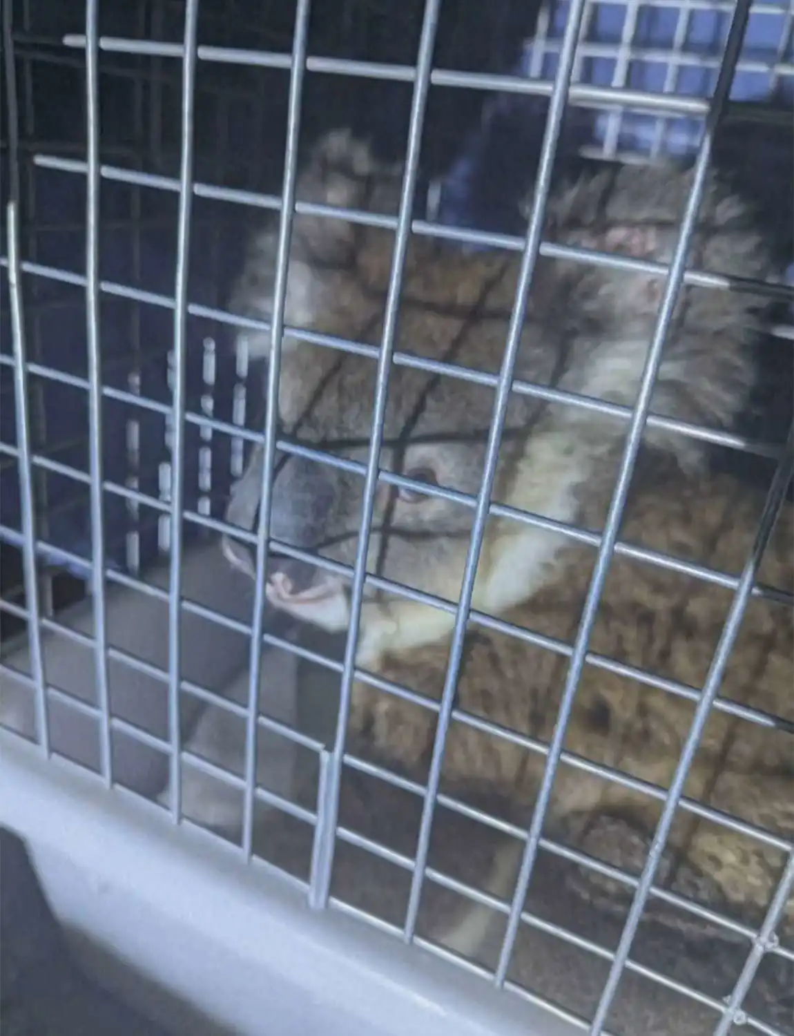 كوالا يستقل الحافلة في أستراليا