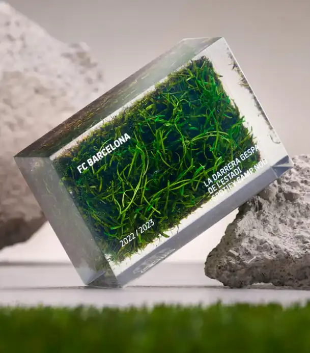 عشب كامب نو