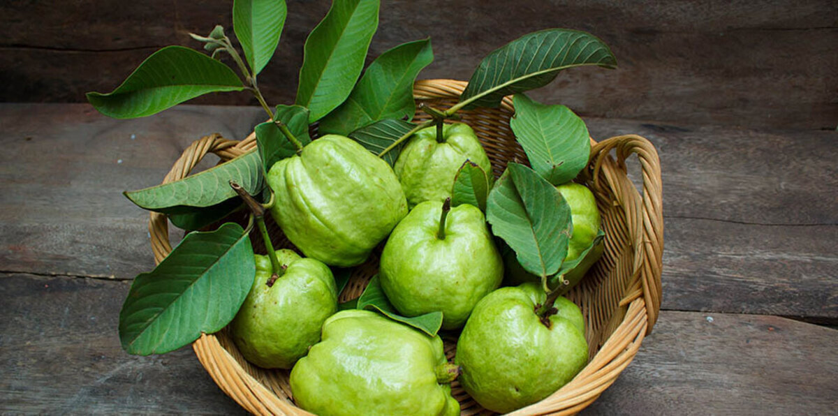 السعودية تحظر استيراد ثمار الجوافة من مصر لهذا السبب