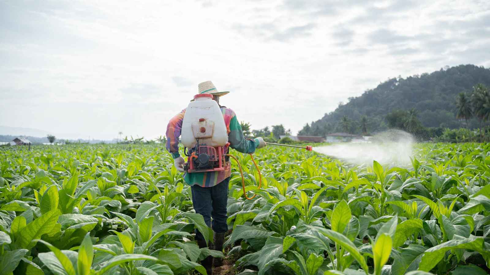 تقنية جديدة تكشف بقايا المبيدات في المنتجات الغذائية