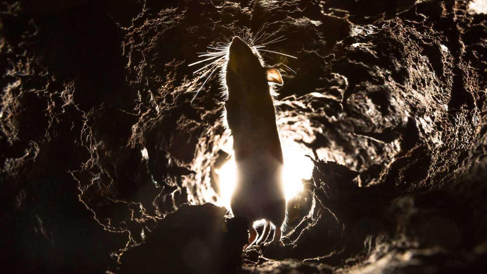 الكشف عن صراع "غريب" بين الجرذان والخفافيش في الكهوف