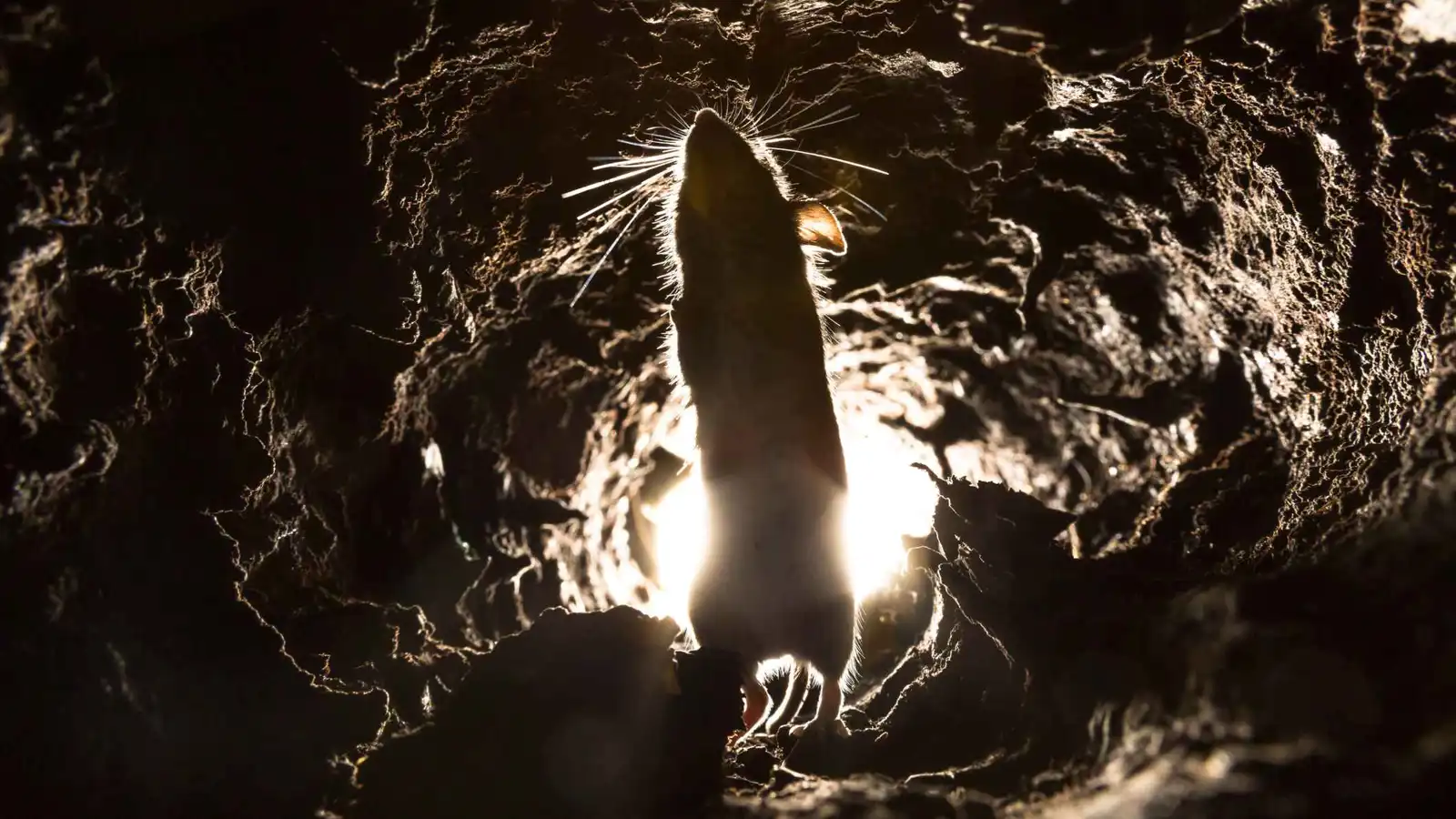 الكشف عن صراع "غريب" بين الجرذان والخفافيش في الكهوف