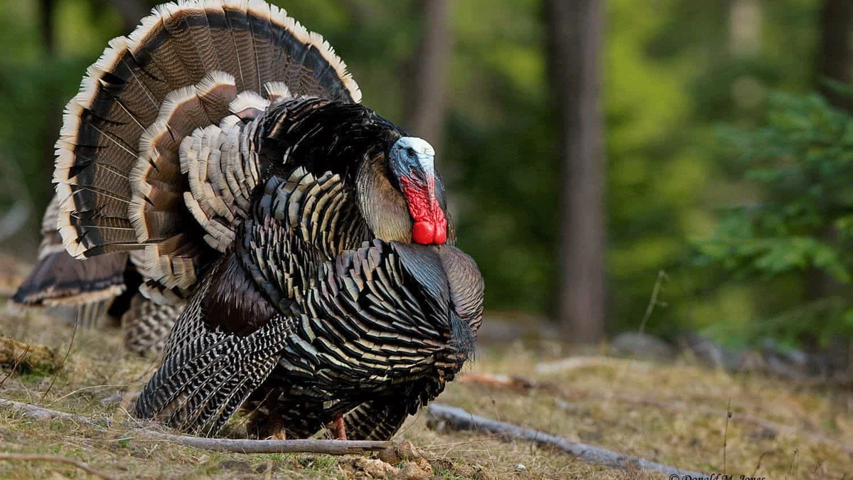 بريطانيا تؤكد اكتشاف إنفلونزا الطيور في مزرعة للدجاج الرومي ‎