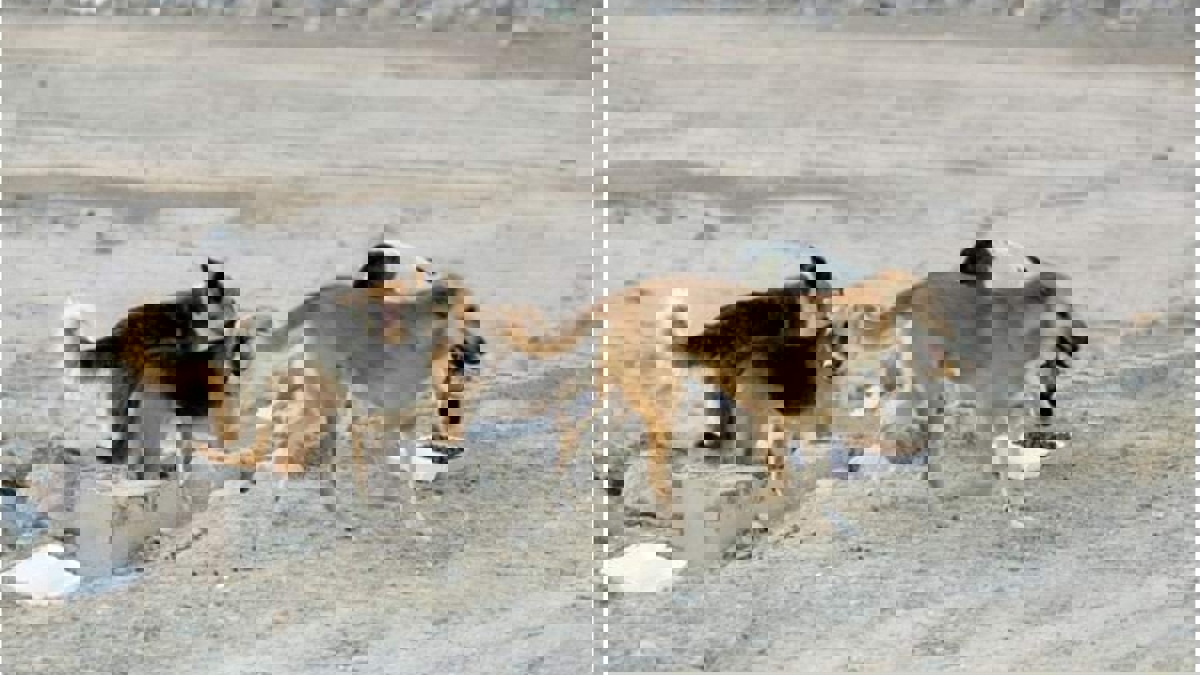 بالفيديو.. كلاب ضالة تهاجم فتيات على أحد شواطئ الكويت 