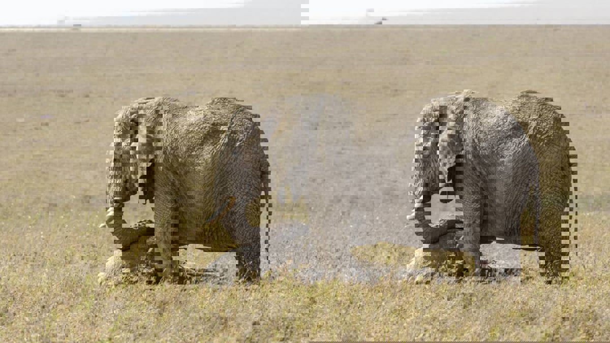 هل تحزن الحيوانات على وفاة أصحابها؟