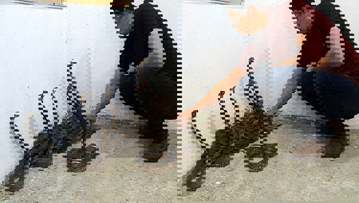 خبير زواحف مصري يوثق اصطياده 6 أفاعي كوبرا (فيديو)