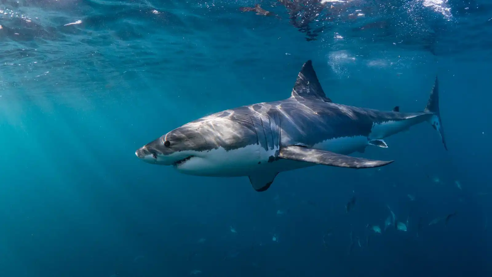 دراسة تكشف ملوثات خطيرة بأسماك القرش في جزر البهاما