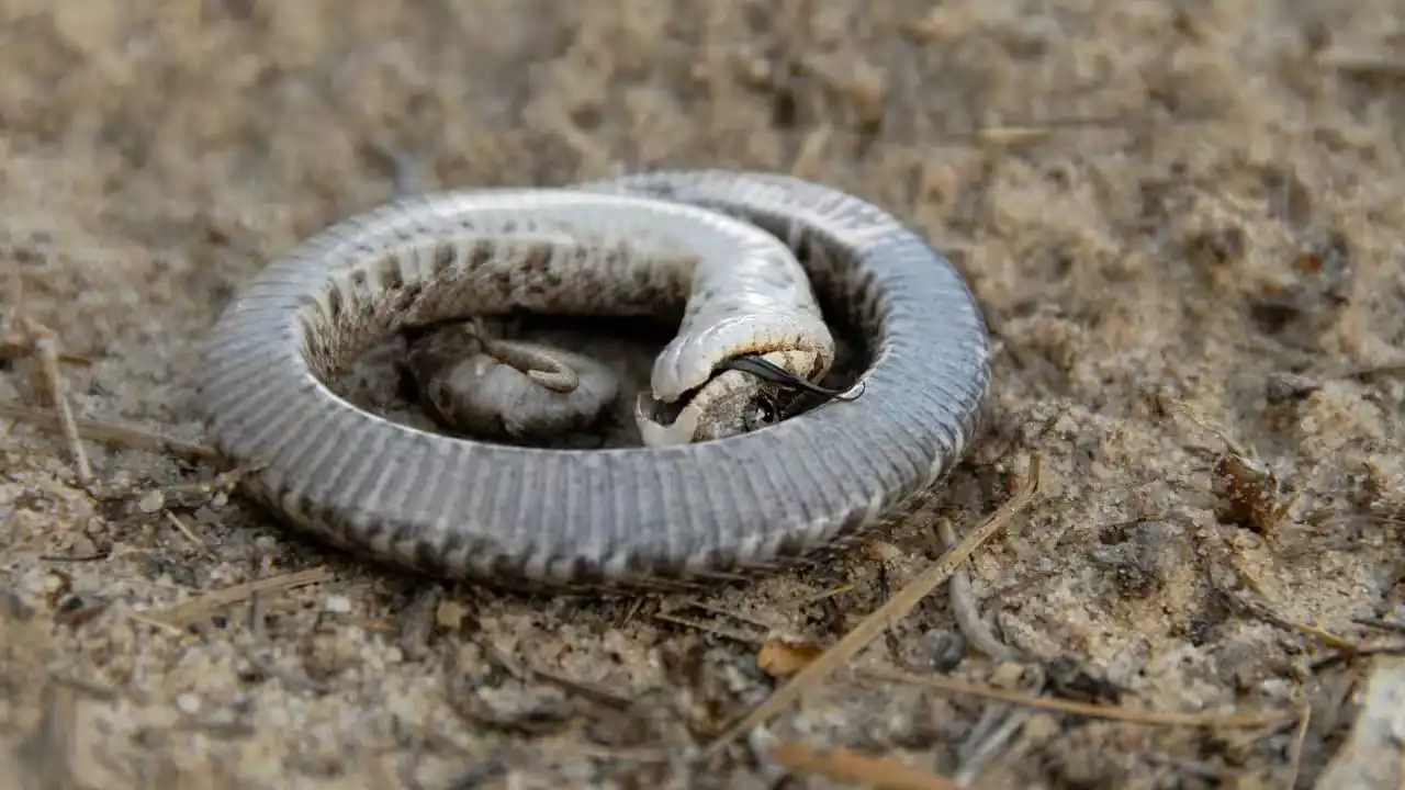 "ثعبان الزومبي".. خدعة الموت للبقاء على قيد الحياة