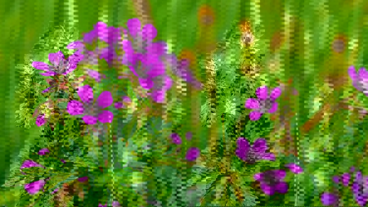 تغير المناخ يهدد العديد من النباتات المزهرة بالانقراض