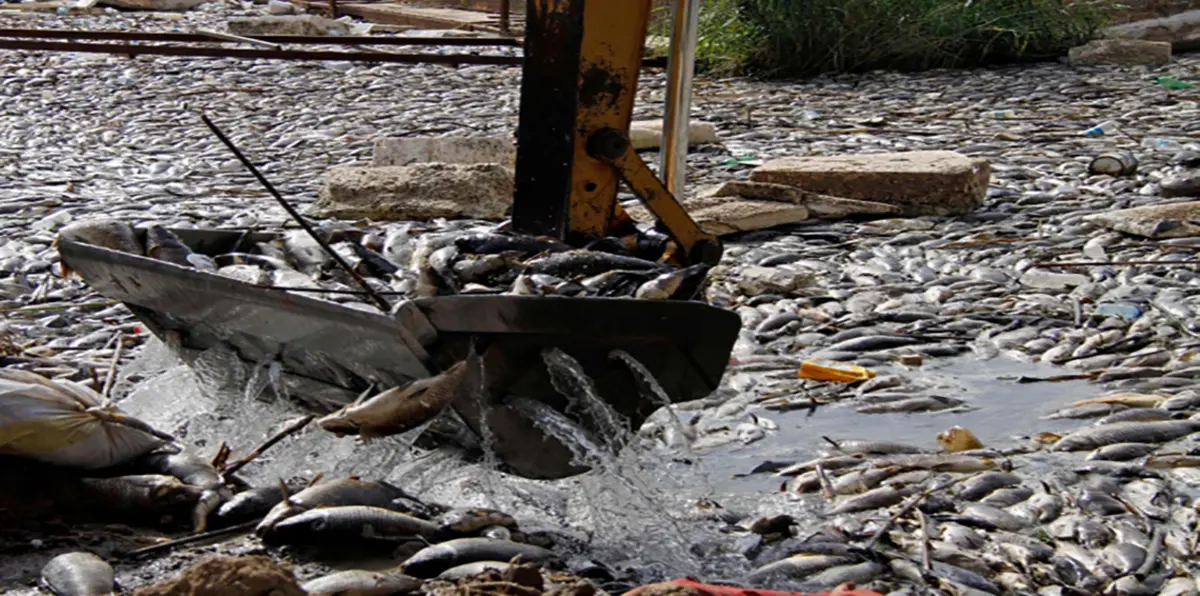 العراق يفتح تحقيقًا في نفوق ملايين الأسماك بنهر الفرات