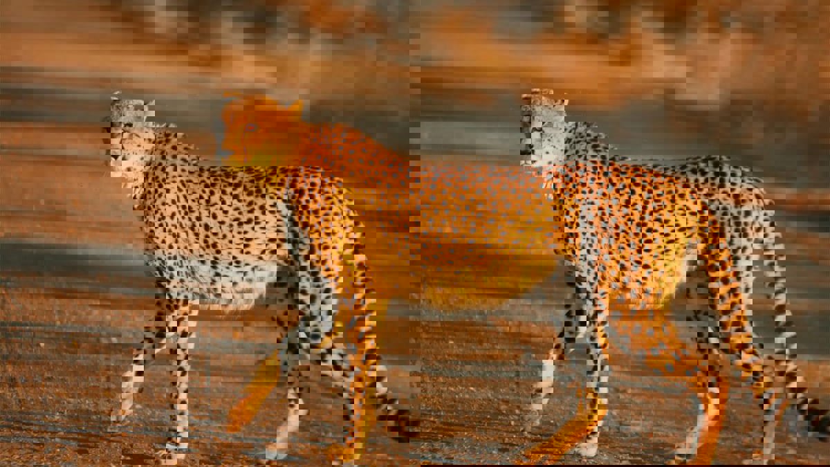 سعوديون يطالبون بتكريم خالد الشلاقي ورفيقيه بعد اكتشافهم "الفهد الصياد"