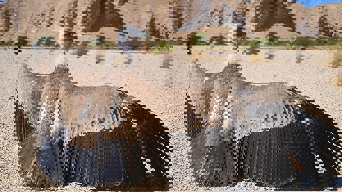 فيديو مؤثر لنسر مهاجر "يشكر" فريق "الحياة الفطرية" في السعودية