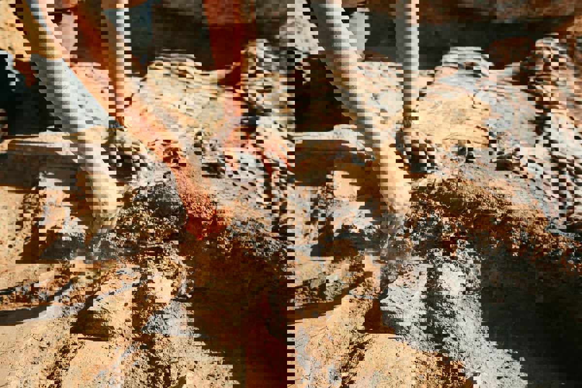 عمرها 700 ألف عام.. اكتشاف حفريات في جزر الكناري 