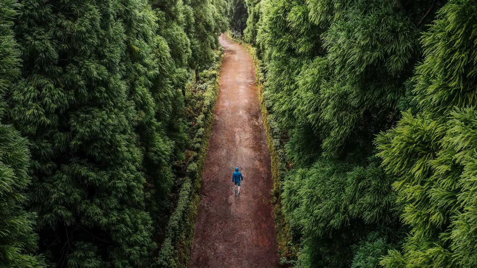 قتل والدته بالمطرقة.. وهرب إلى الغابة باحثا عنها (صور)