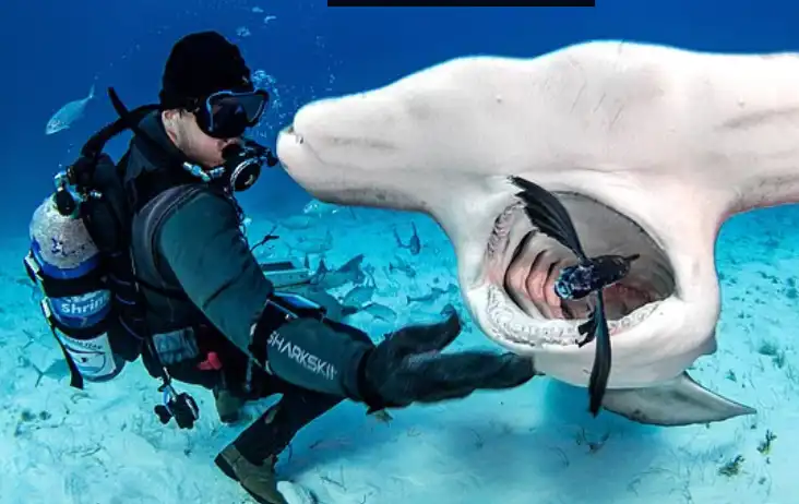 اطعام القرش في الماء