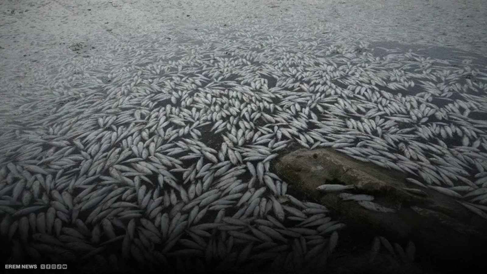 آلاف الأسماك تنفق في مياه النجف