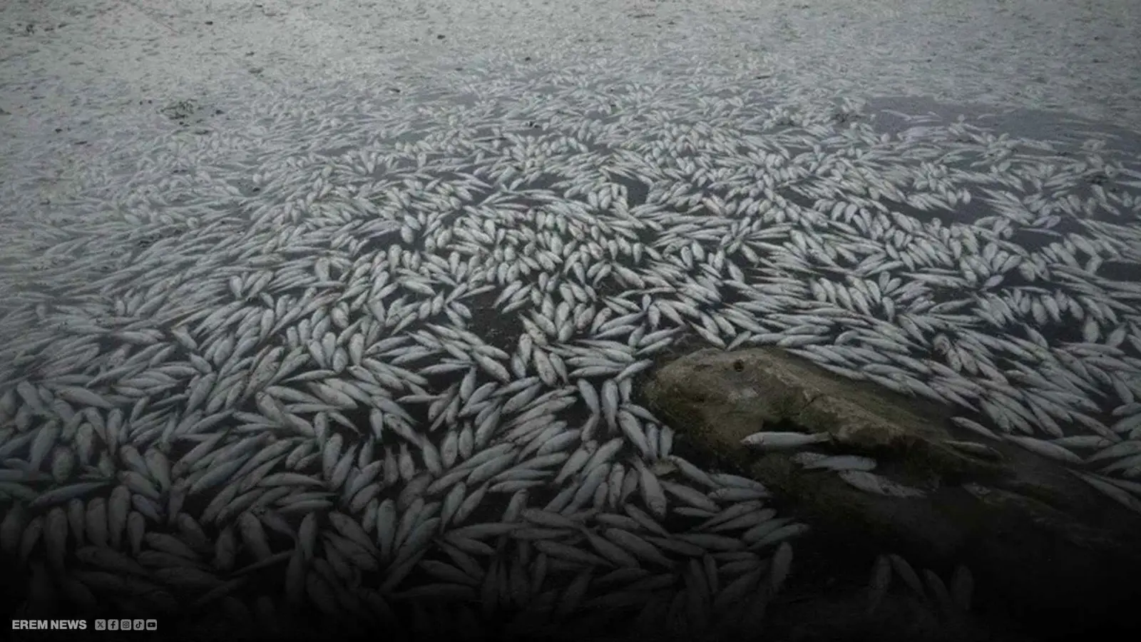 "كارثة بيئية" تهز جنوب العراق.. آلاف الأسماك تنفق في مياه النجف