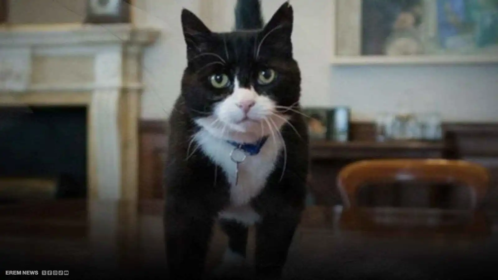 كبير صائدي الفئران في الخارجية البريطانية.. وفاة القط "بالمرستون"