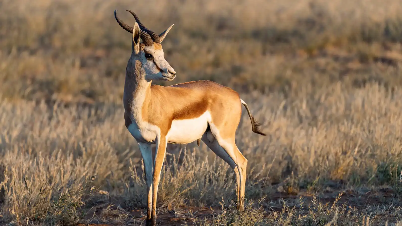 غزال يشعل فوضى داخل مدرسة في أوهايو (فيديو)