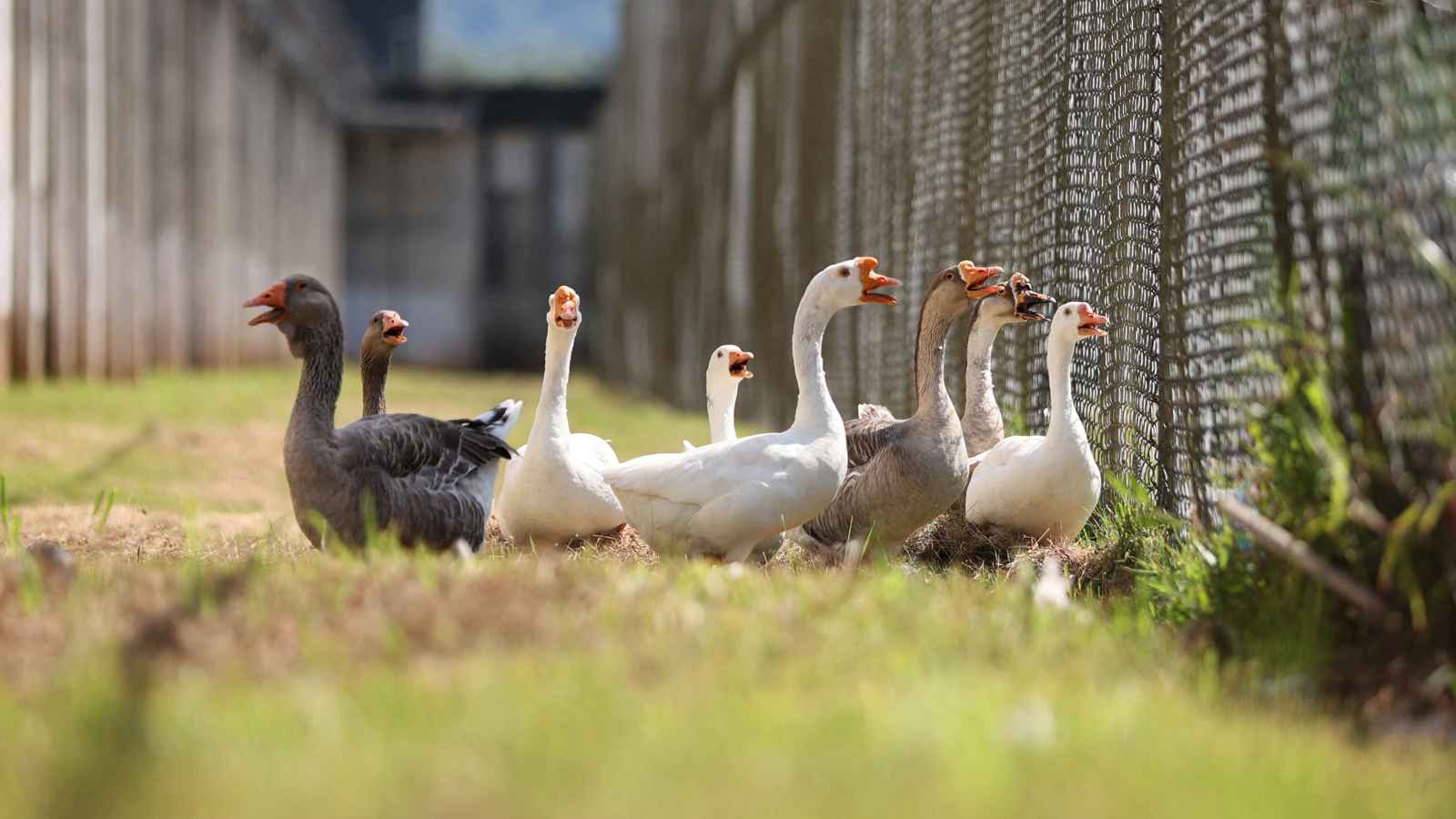 إوزة تتسبب بكسر زجاج طائرة وتعيق إقلاعها