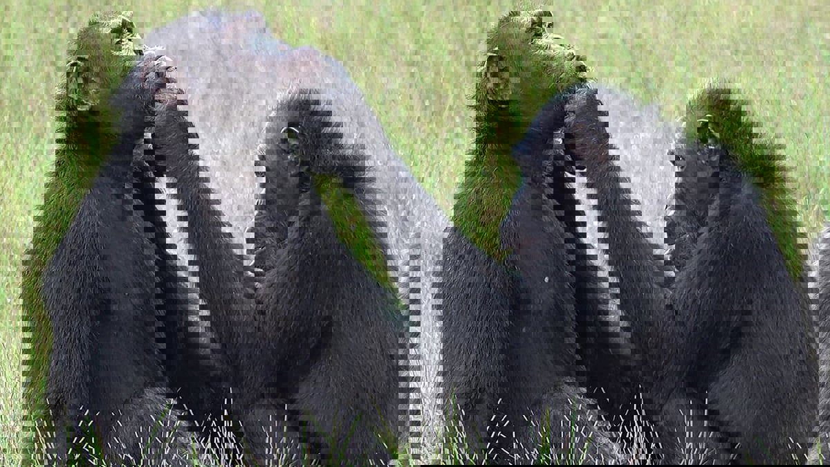 دراسة: الشمبانزي يستعين بالحشرات في علاج الجروح