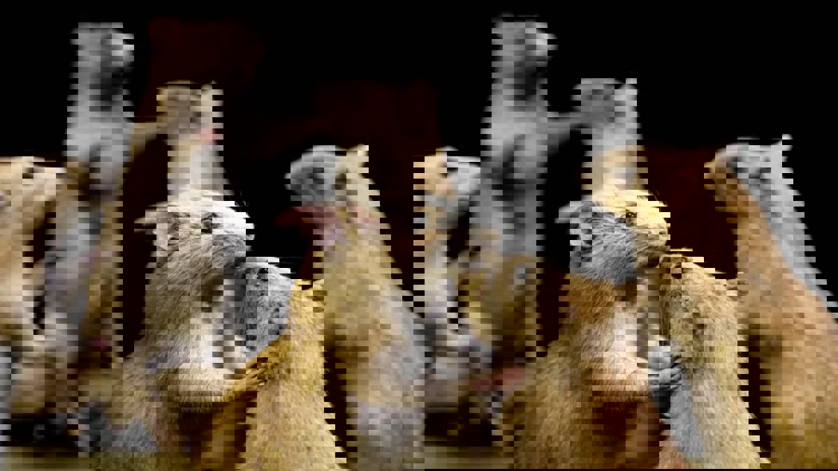 بسبب التغير المناخي.. أشهر مدن العالم تخوض "معركة الجرذان"