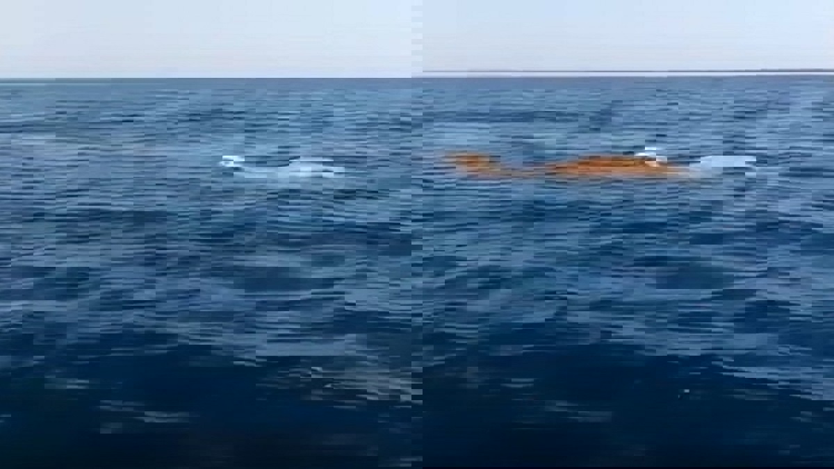 السعودية.. إبل تعبر البحر سباحة للوصول إلى غذائها المفضل (فيديو)