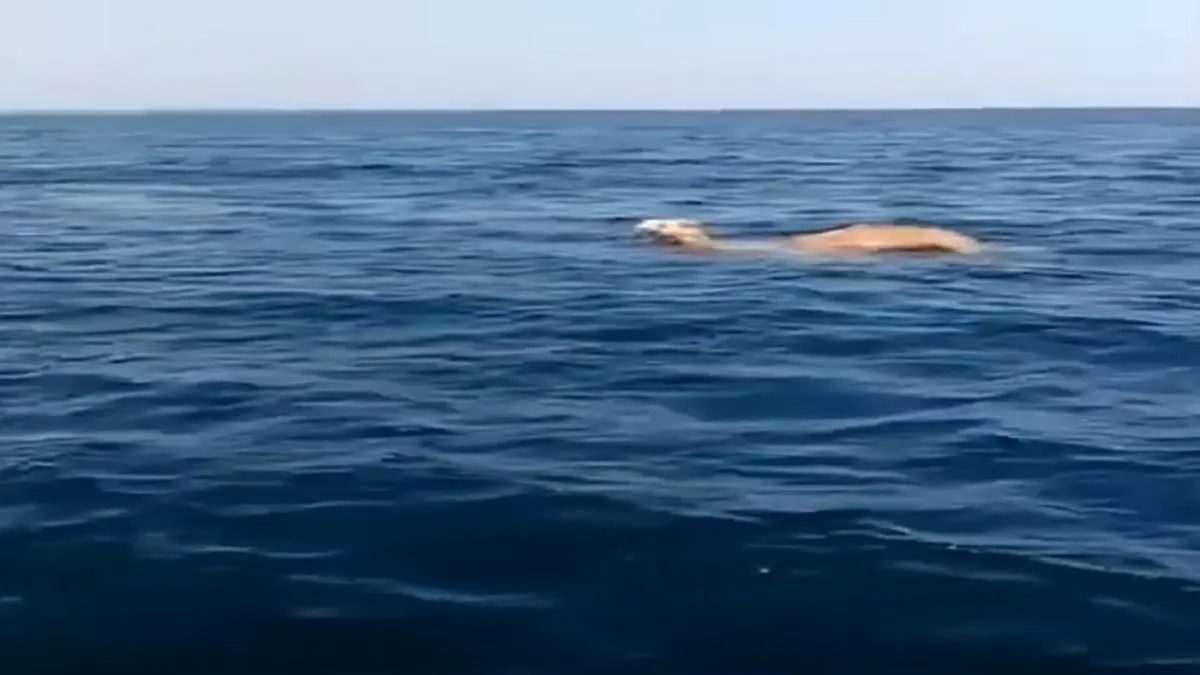 السعودية.. إبل تعبر البحر سباحة للوصول إلى غذائها المفضل (فيديو)