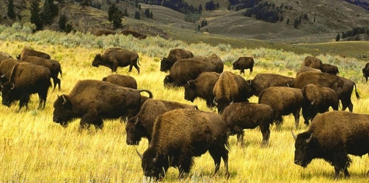 3 حيوانات مفترسة تعيش "إخوة" عصية على الزمن (صورة)