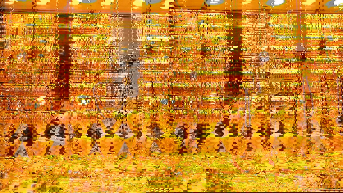 الذهب يصعد في ظل تعزز الطلب بفعل تنامي المخاوف حيال سلالة دلتا