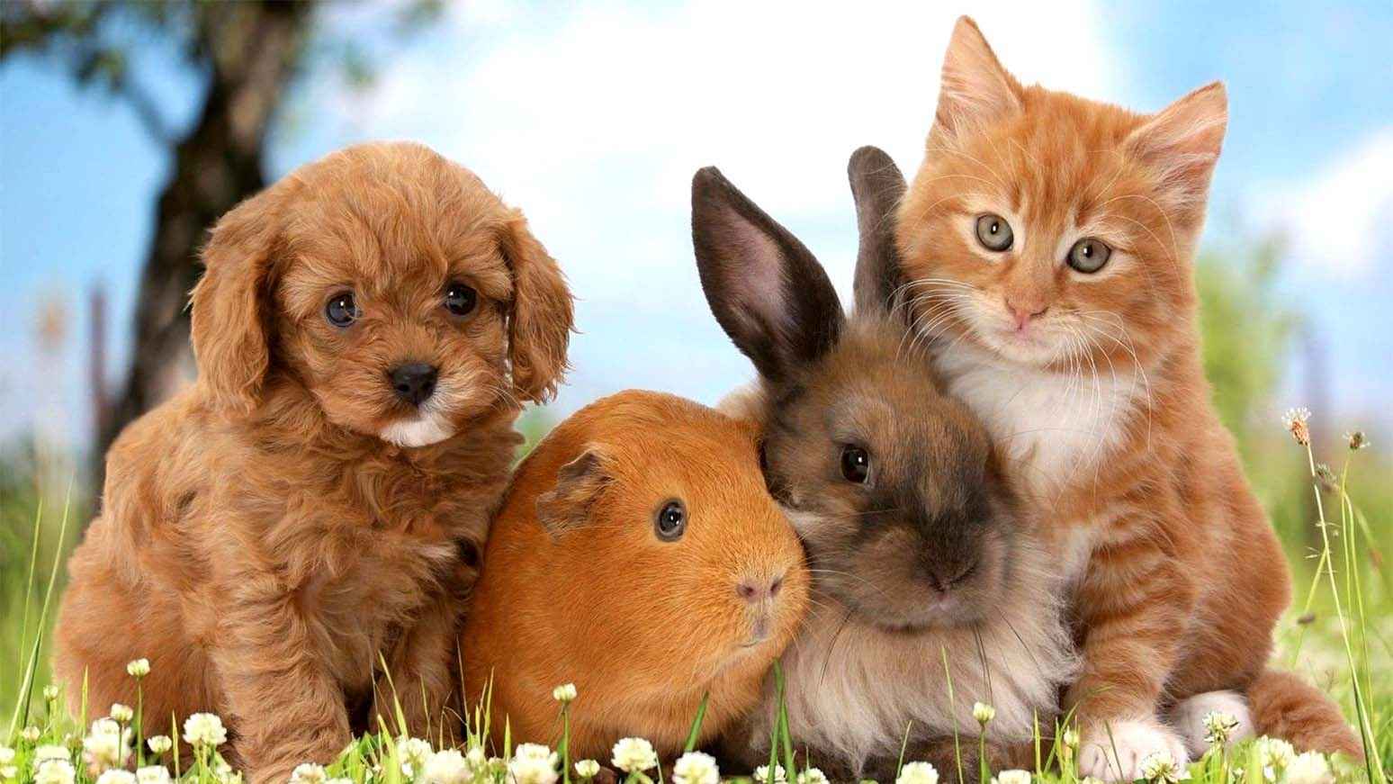 عاطفية وبدنية.. فوائد لا تحصى لتربية الحيوانات الأليفة