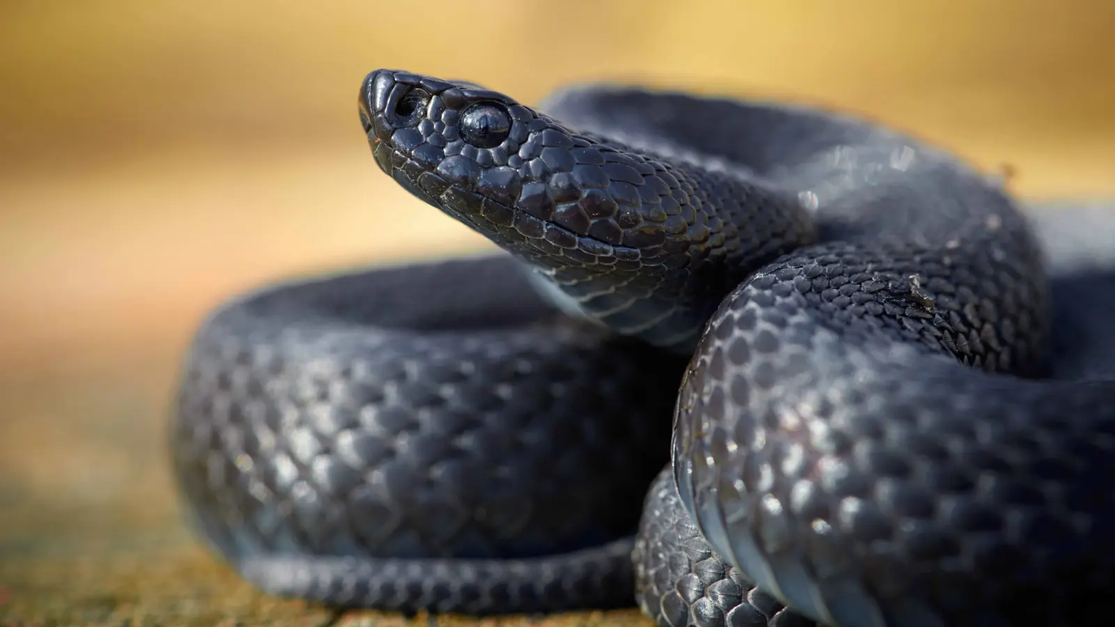 انتقادات "لاذعة" لوالدي طفلة لفّت ثعبانًا ضخمًا حول رقبتها (فيديو)