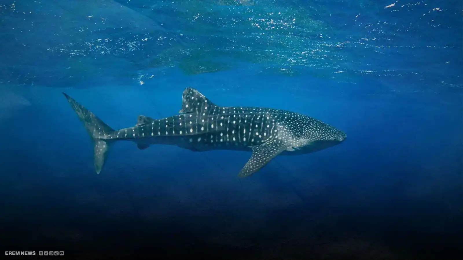 جريمة في عرض البحر.. تعذيب “العملاق النادر” يشعل غضب المصريين (فيديو إرم)