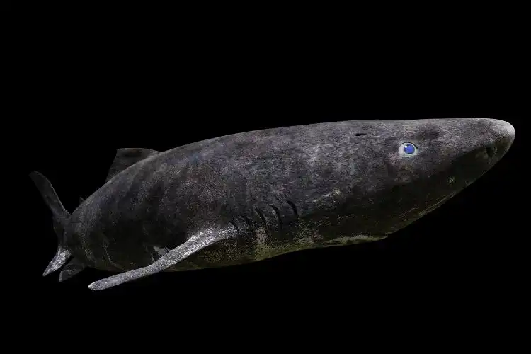 أسماك القرش النائم